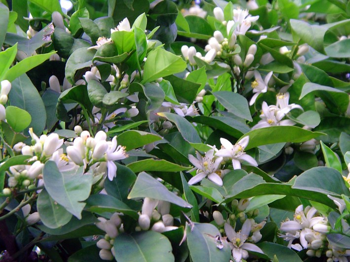 Azahar, vía bonance.blotspot.com