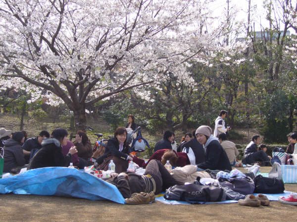 Hanami en Kitanomaru Koen, Tokio.