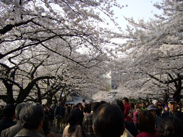 Gente paseando bajo los cerezos