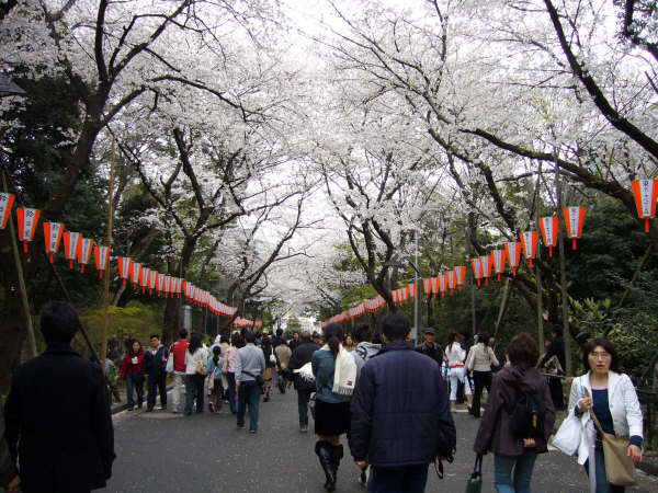Farolillos típicos colgados por el hanami. Ueno, Tokio.