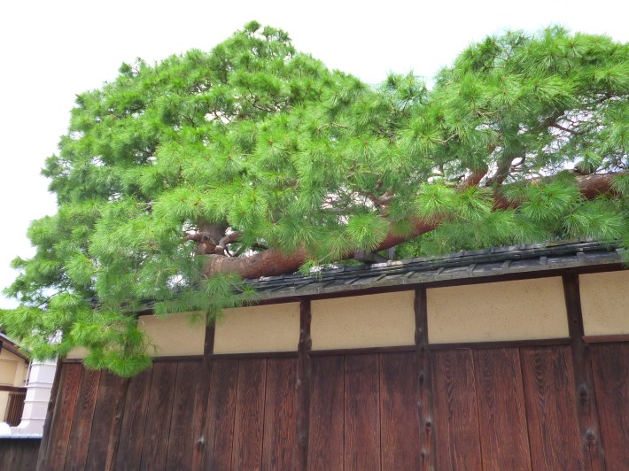 Jardinería japonesa en un pino nipón (matsu)