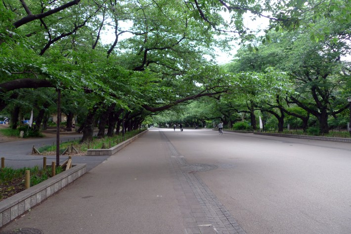 Paseo de cerezos en el Parque de Ueno