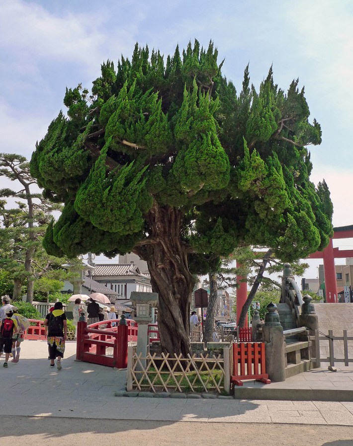 Arbol ardiendo en las proximidades de Tsurugaoka Hachimangu
