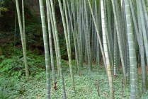Bosque de bambú en Hokokuji o Takedera
