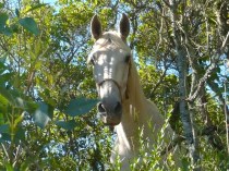 Portugués entre los árboles en El Jardinito 1